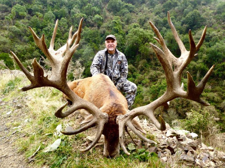 New Zealand red stag hunting trophy, 483 inches