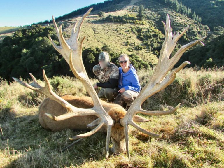 New Zealand red stag hunting trophy, 488 inches