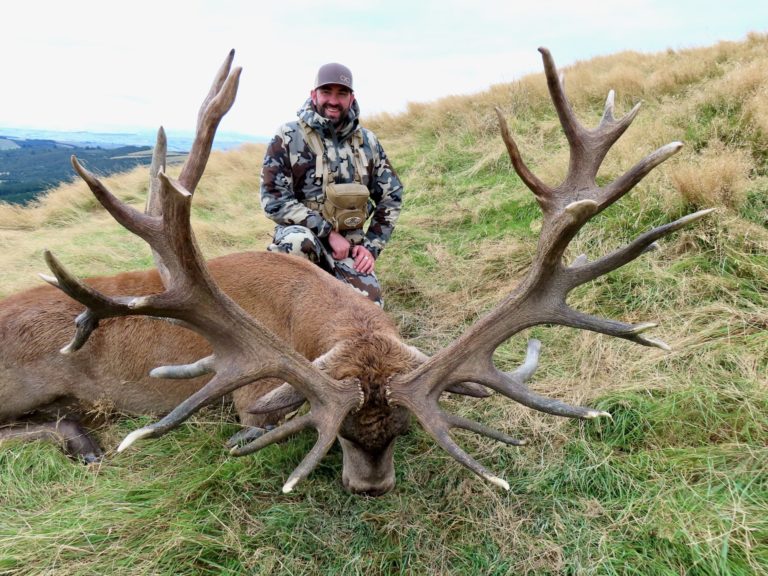 New Zealand red stag hunting trophy, 490 inches
