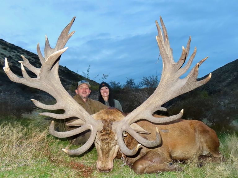 New Zealand red stag hunting trophy, 500 inches