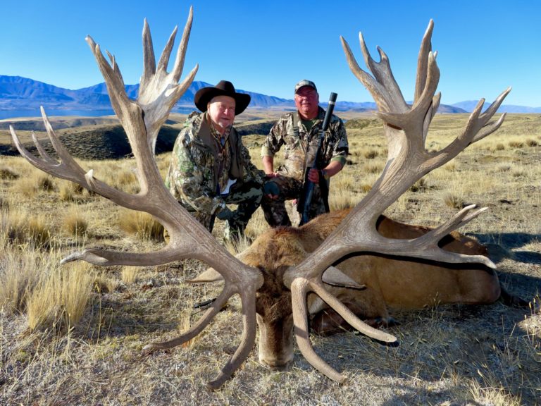 New Zealand red stag hunting trophy, 500 inches