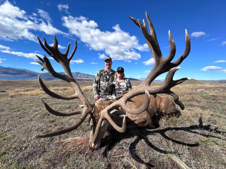 New Zealand red stag hunting trophy, 500 inches