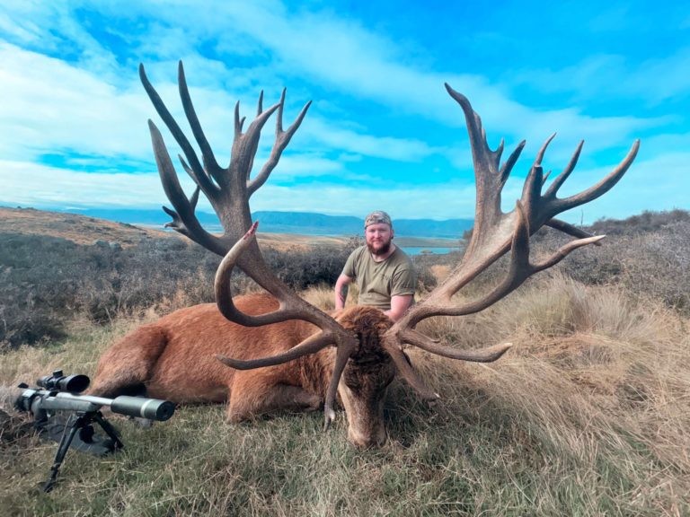 New Zealand red stag hunting trophy, 500 inches