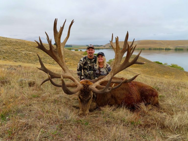 New Zealand red stag hunting trophy, 500 inches