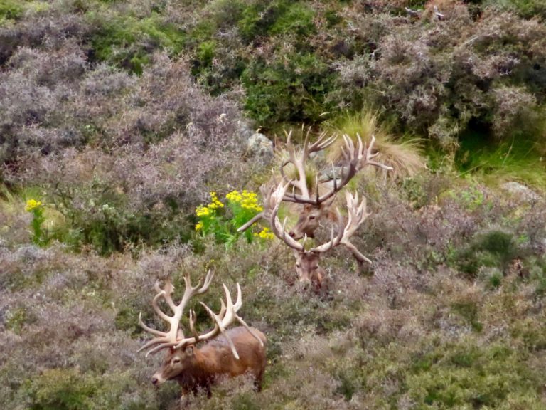 New Zealand red stag hunting trophy, 500 inches