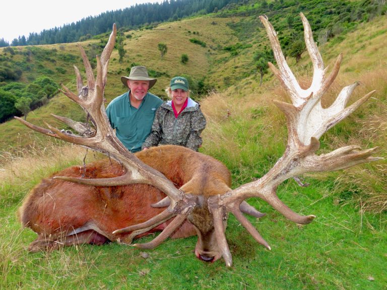 New Zealand red stag hunting trophy, 508 inches