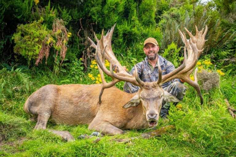 New Zealand red stag hunting trophy, 509 inches