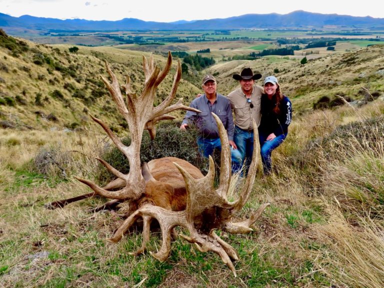 New Zealand red stag hunting trophy, 510 inches