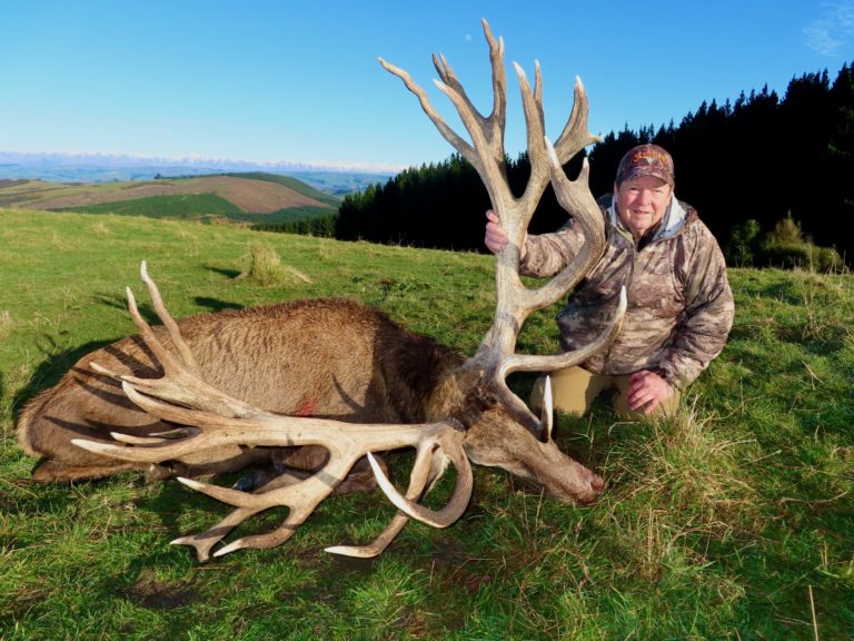 New Zealand red stag hunting trophy, 510 inches