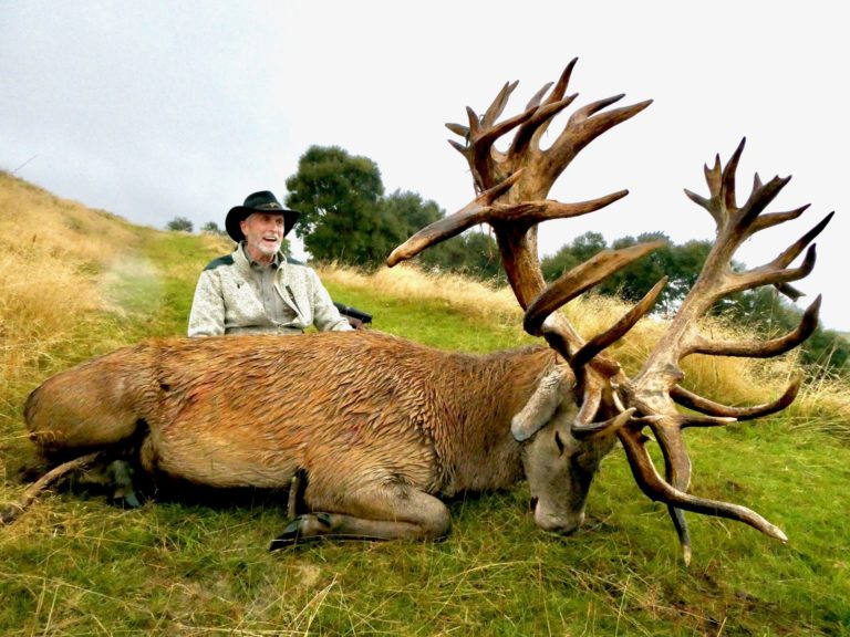 New Zealand red stag hunting trophy, 520 inches