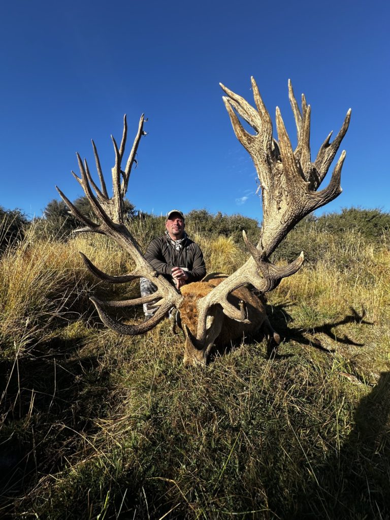 New Zealand red stag hunting trophy, 528 inches