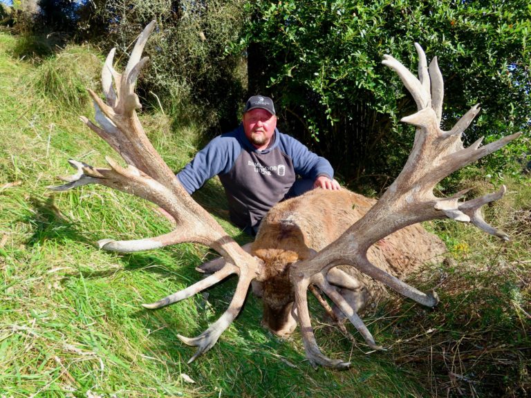 New Zealand red stag hunting trophy, 529 inches