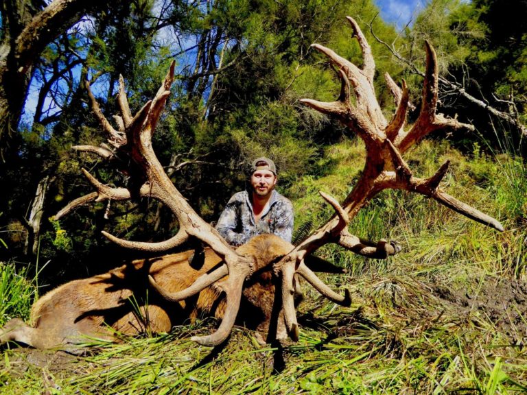 New Zealand red stag hunting trophy, 534 inches