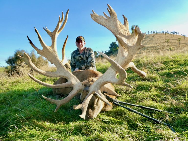New Zealand red stag hunting trophy, 535 inches