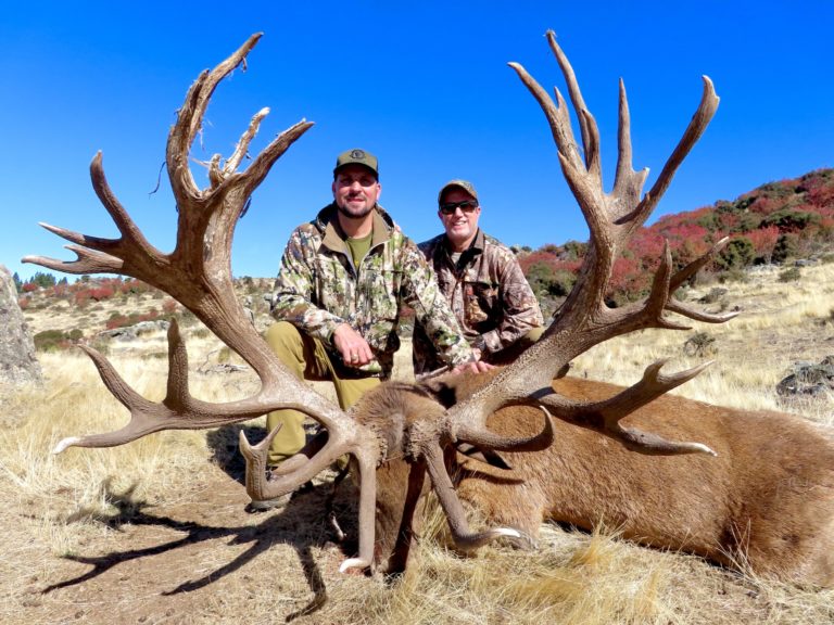 New Zealand red stag hunting trophy, 538 inches