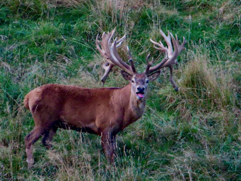 New Zealand red stag hunting trophy, 540 inches
