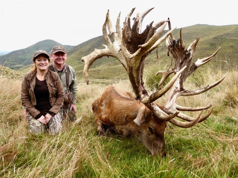New Zealand red stag hunting trophy, 550 inches