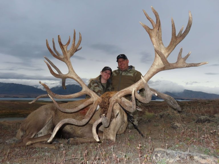New Zealand red stag hunting trophy, 550 inches