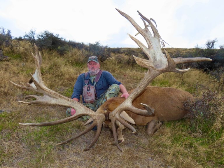 New Zealand red stag hunting trophy, 550 inches