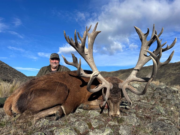 New Zealand red stag hunting trophy, 550 inches