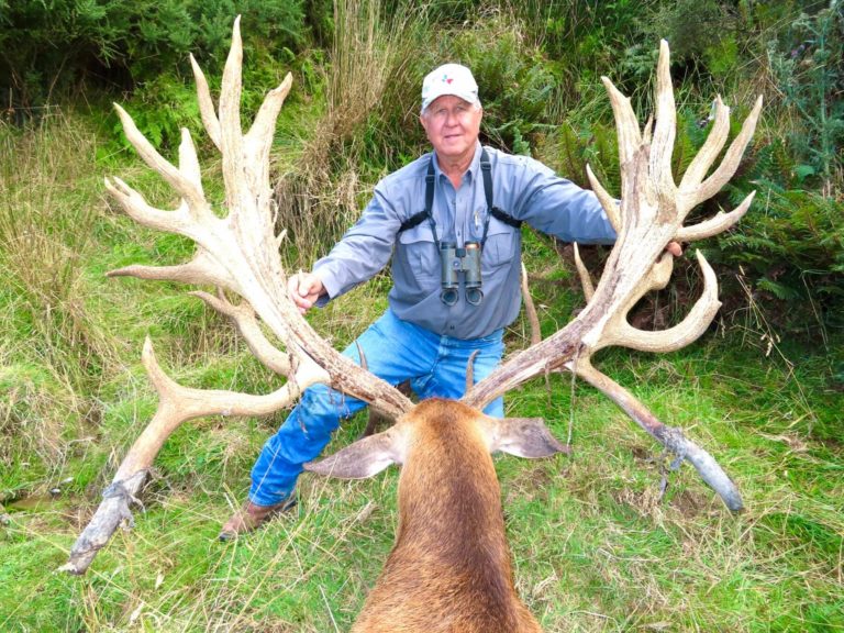 New Zealand red stag hunting trophy, 551 inches