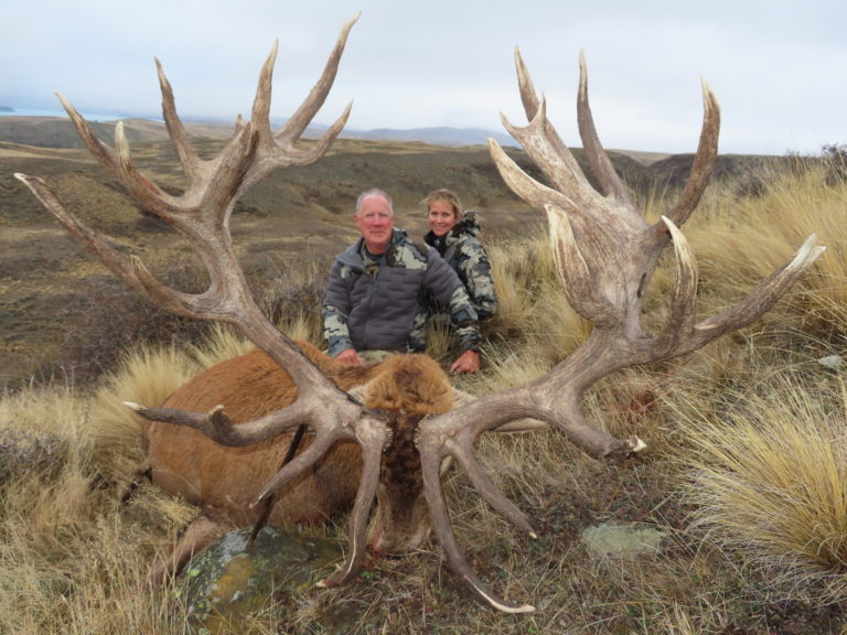 New Zealand red stag hunting trophy, 552 inches