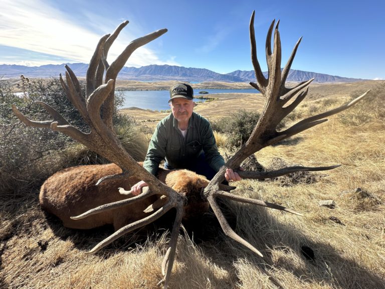 New Zealand red stag hunting trophy, 557 inches