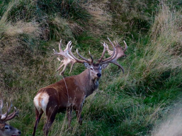 New Zealand red stag hunting trophy, 560 inches