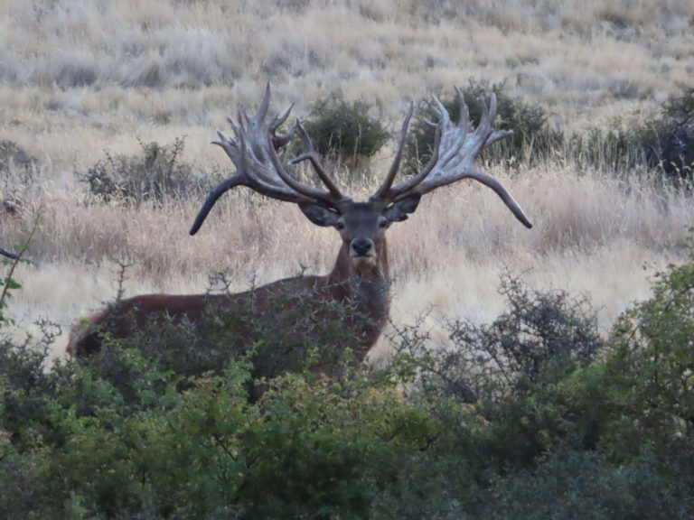 New Zealand red stag hunting trophy, 560 inches