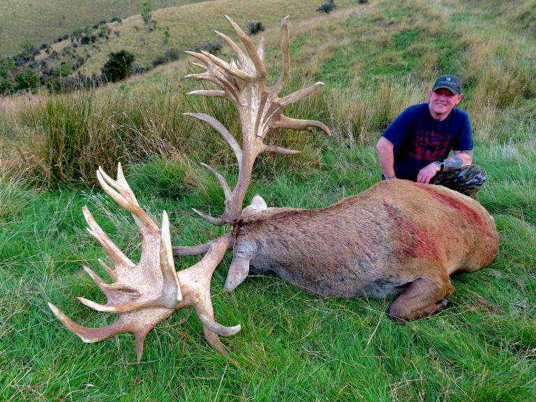 New Zealand red stag hunting trophy, 566 inches