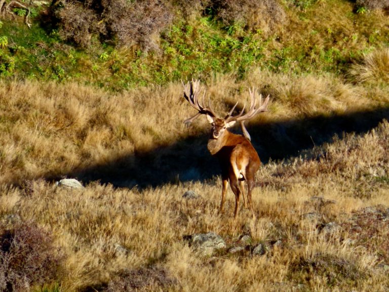 New Zealand red stag hunting trophy, 580 inches