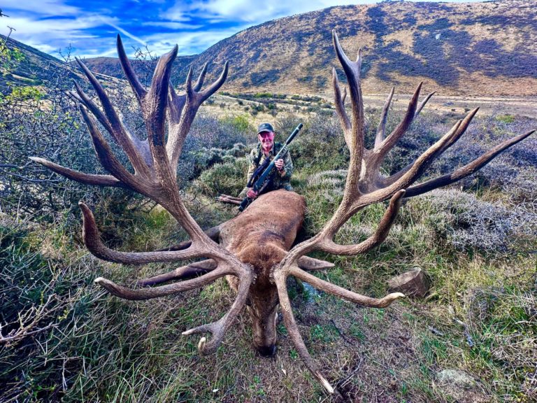 New Zealand red stag hunting trophy, 586 inches