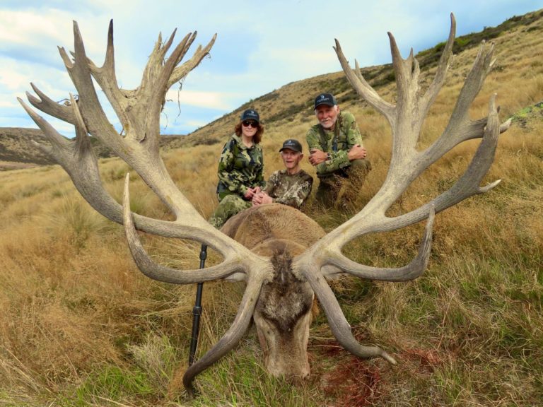 New Zealand red stag hunting trophy, 593 inches