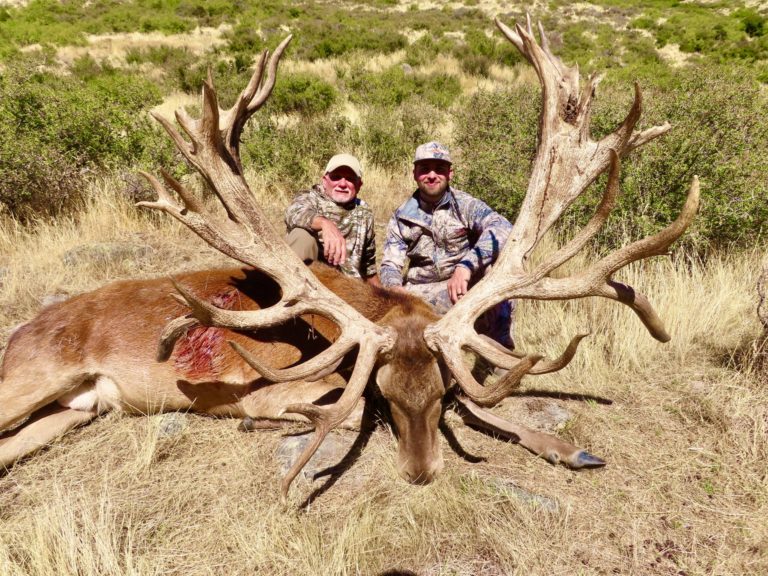 New Zealand red stag hunting trophy, 620 inches