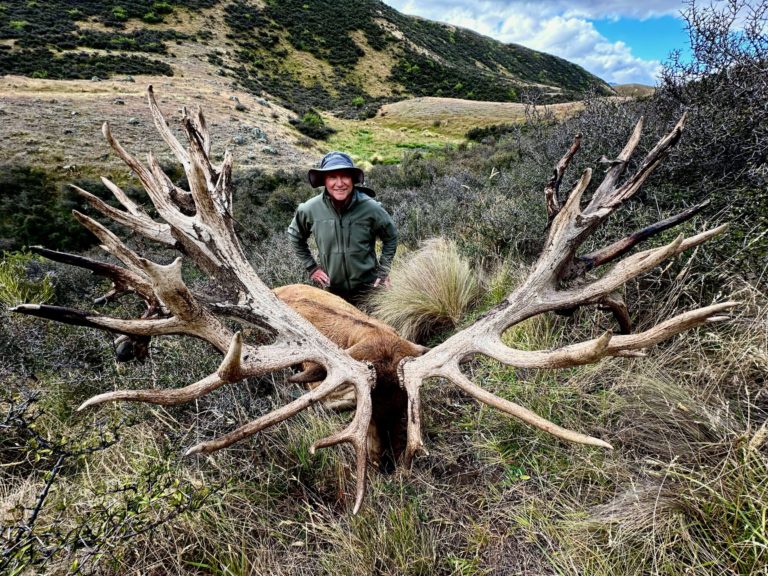 New Zealand red stag hunting trophy, 663 inches