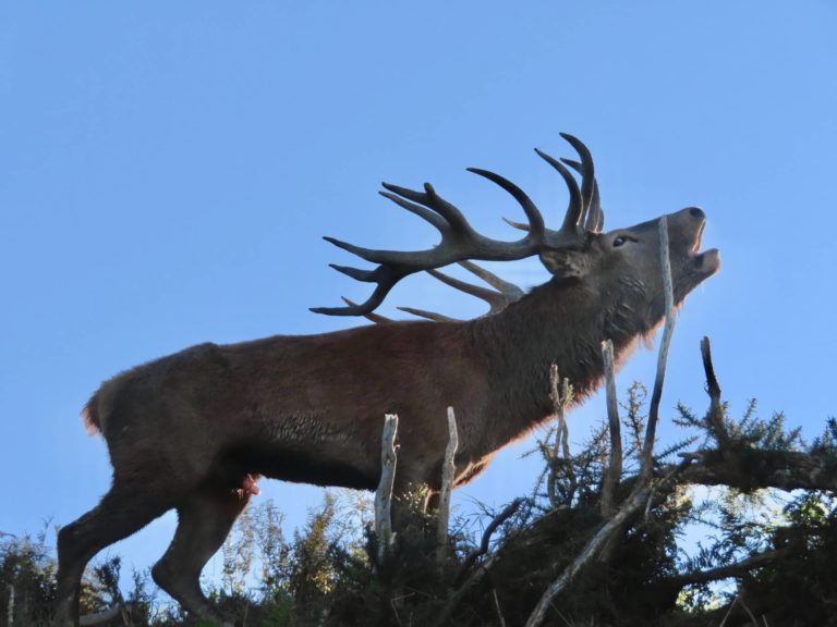 New Zealand red stag roaring