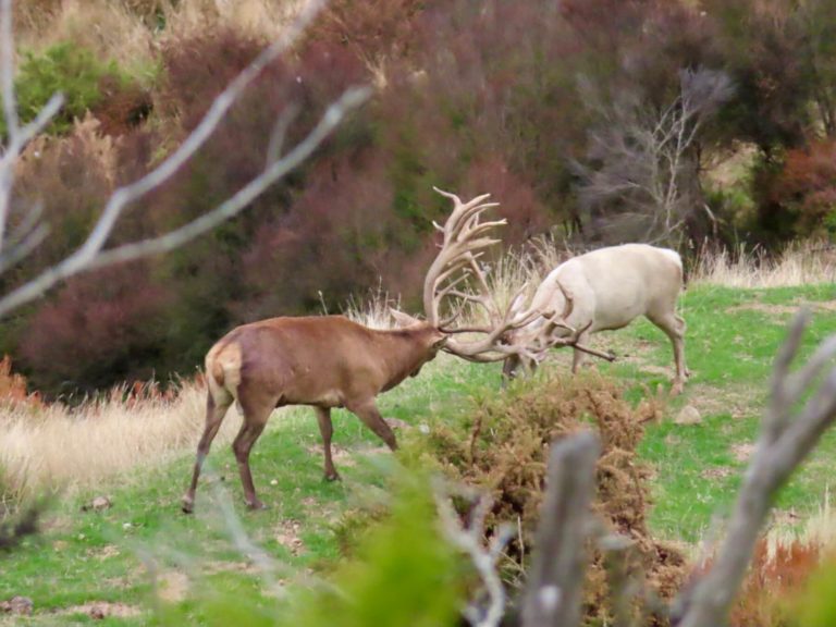 New Zealand red stag rut
