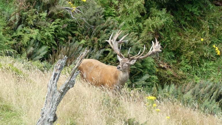 New Zealand red stag hunting trophy