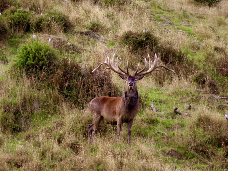 New Zealand red stag hunting trophy