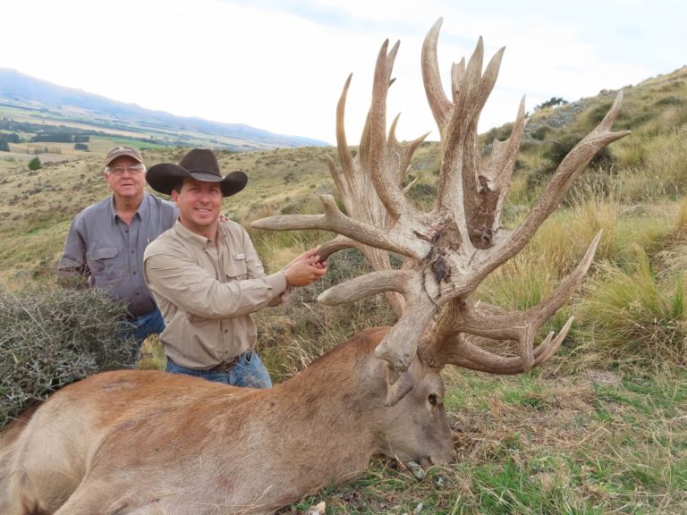 New Zealand red stag trophy