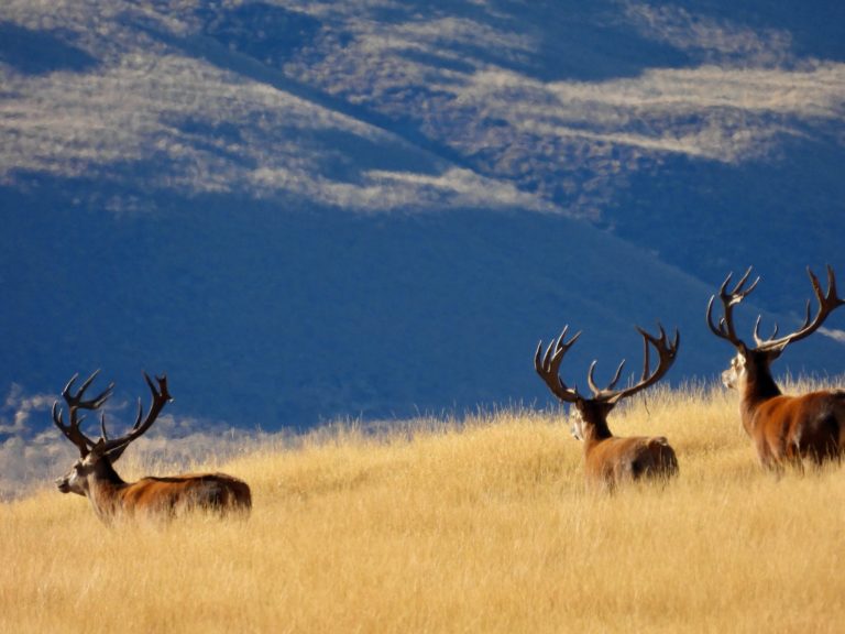 New Zealand red stags, 360 inches