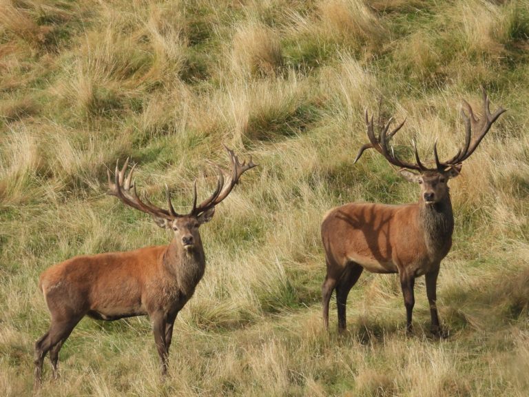 New Zealand red stags, 411 to 450 inches