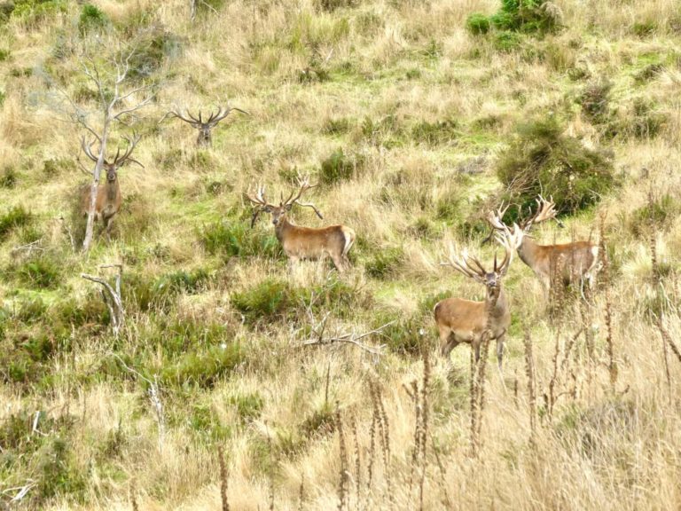 New Zealand red stags