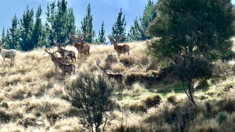 New Zealand red stags