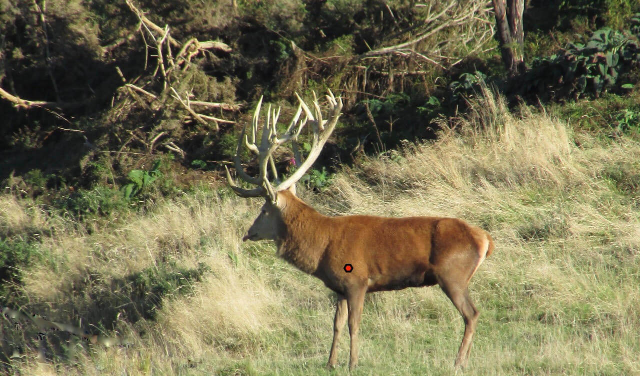 Red stag shot placement on the shoulder