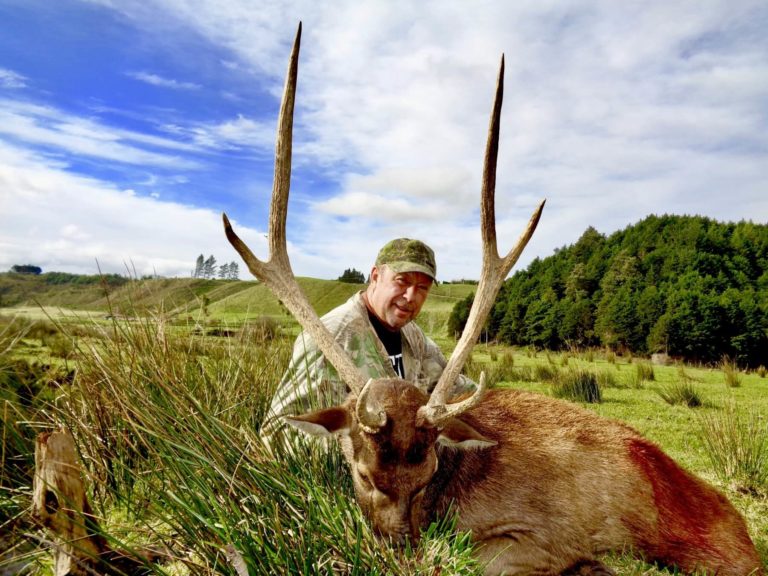 New Zealand trophy rusa deer