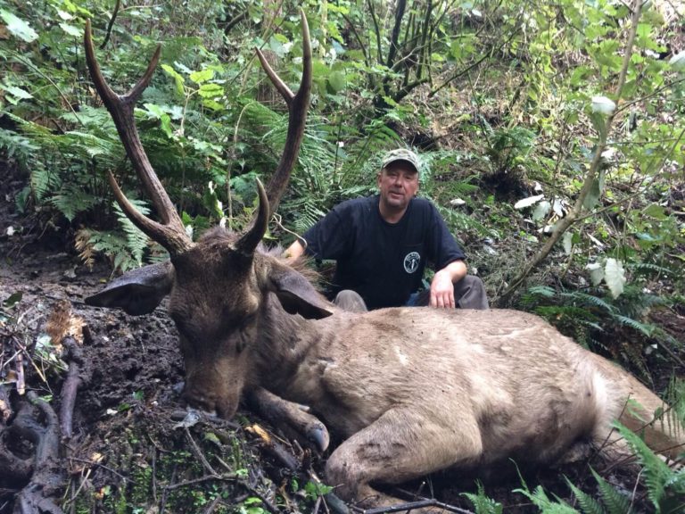 New Zealand sambar deer trophy