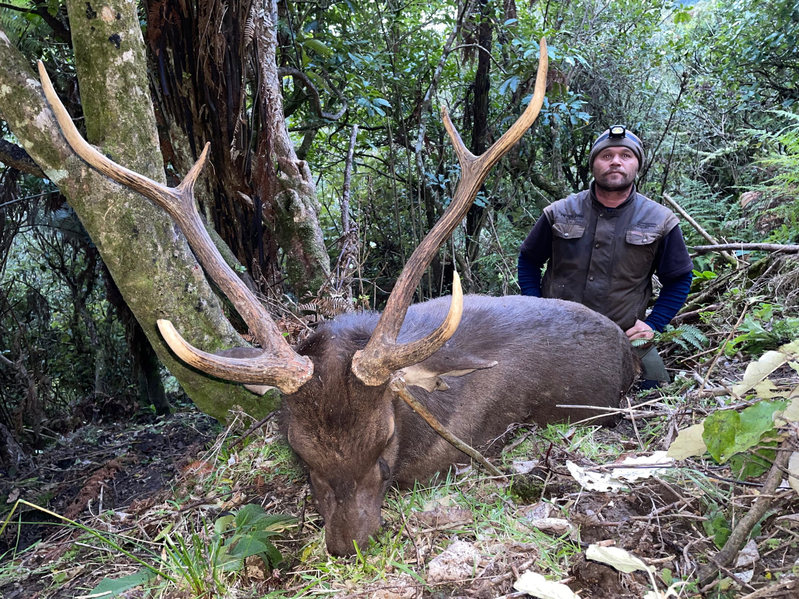 Trophy sambar stag, New Zealand