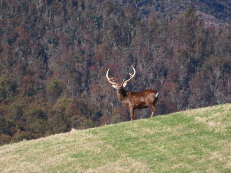 New Zealand sika stag hunting trophy