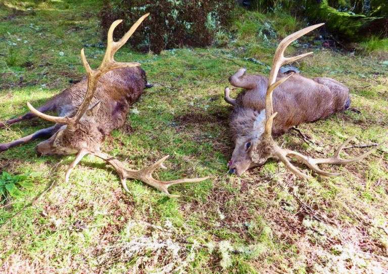 New Zealand sika stags